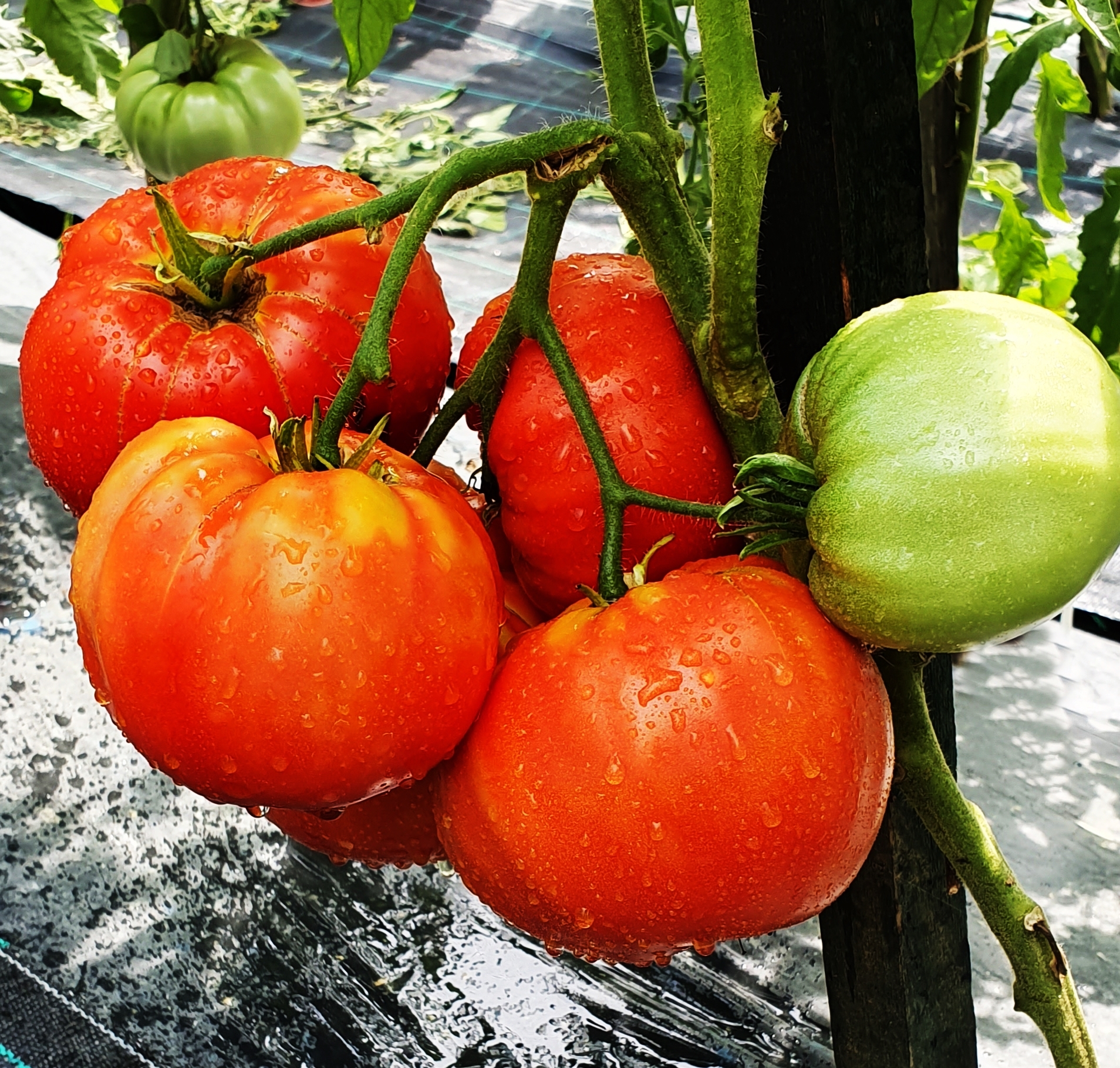 гигант иерусалима томат описание сорта